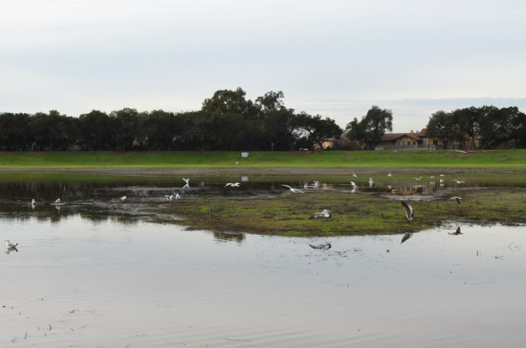 Weekend rainfall filled Lake Lagunita. (MEHMET INONU/The Stanford Daily)