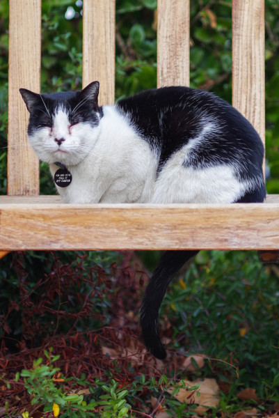 Finnegan, the Rinconada family cat, died last Thursday morning due to trauma after a car accident. The cat was a well-known wanderer on campus. (SAM GIRVIN/The Stanford Daily)