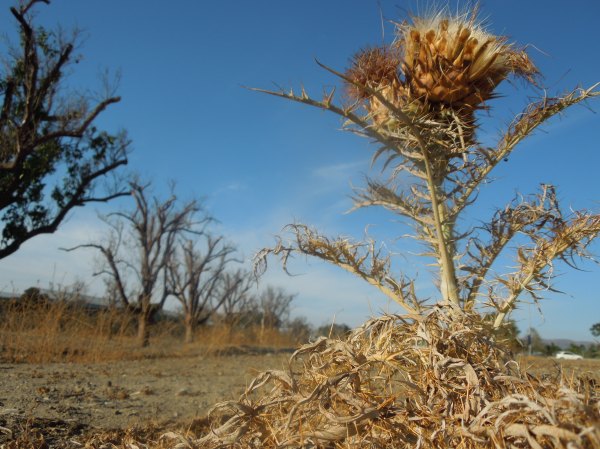 Dried plants and parched ground outside Stanford