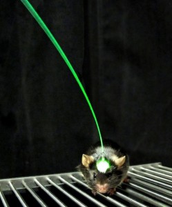 Stanford researchers use optogenetic technologies to stimulate mice brains post-stroke.  (Courtesy of Inbal Goshen and Karl Deisseroth)