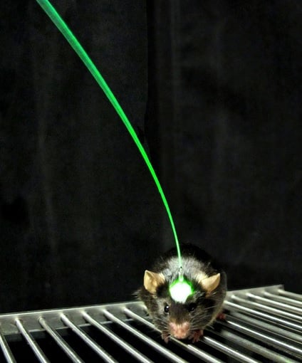 Stanford researchers use optogenetic technologies to stimulate mice brains post-stroke. 

(Courtesy of Inbal Goshen and Karl Deisseroth)