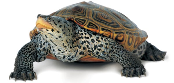 terrapin_no_backgroud