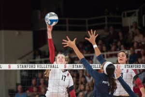 STANFORD, CA - September 5, 2014:  The Stanford Cardinal vs Penn State Nittany Lions  at Maples Pavilion in Stanford, CA. Stanford wins the match 3-2.