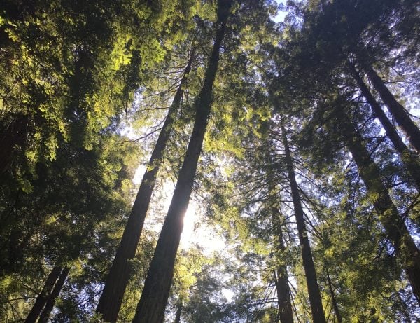 Muir Woods (Photo: JULIE PLUMMER/The Stanford Daily)