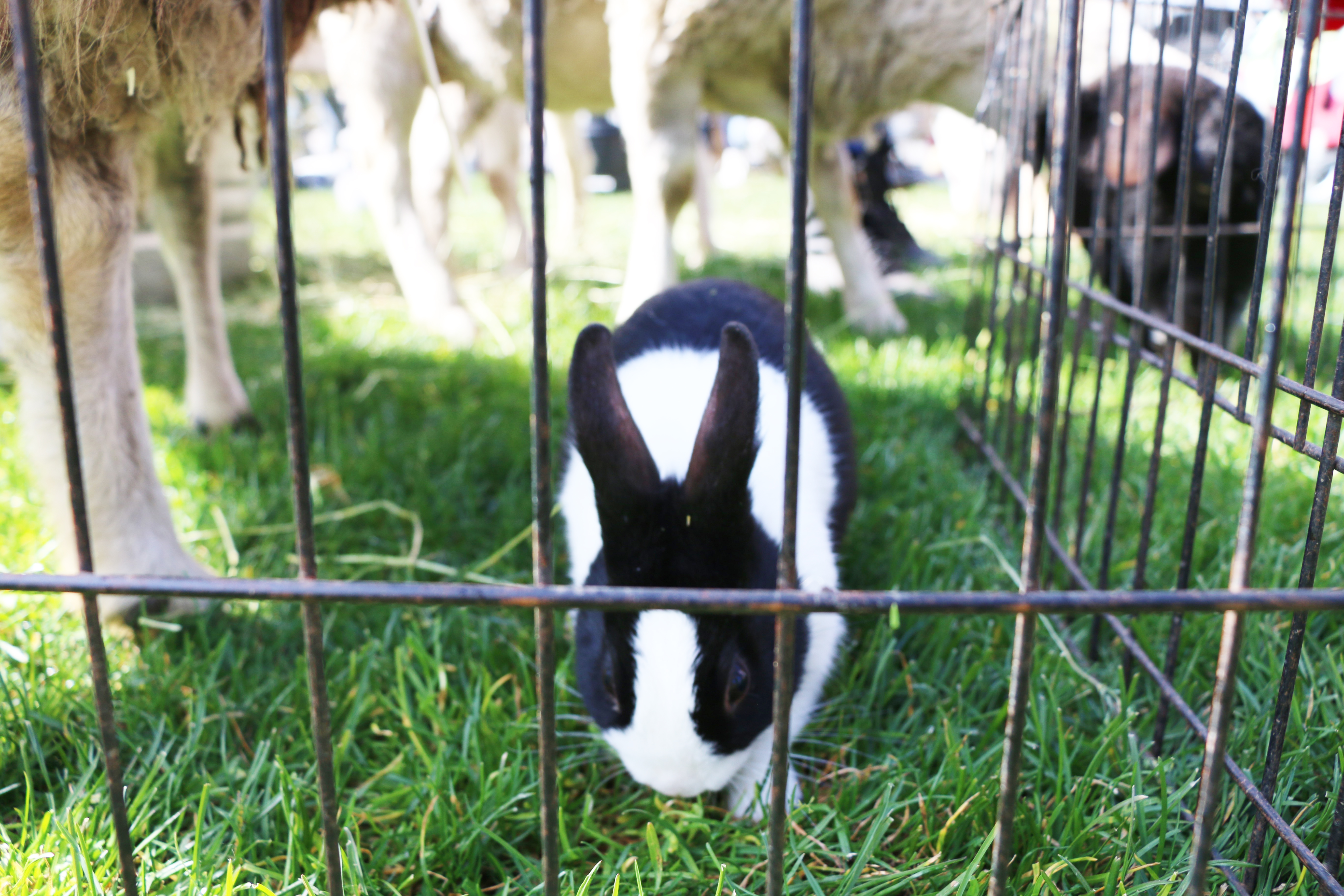 A zoo visits The Farm, Mikaela Berkeley and Tiffany Ong