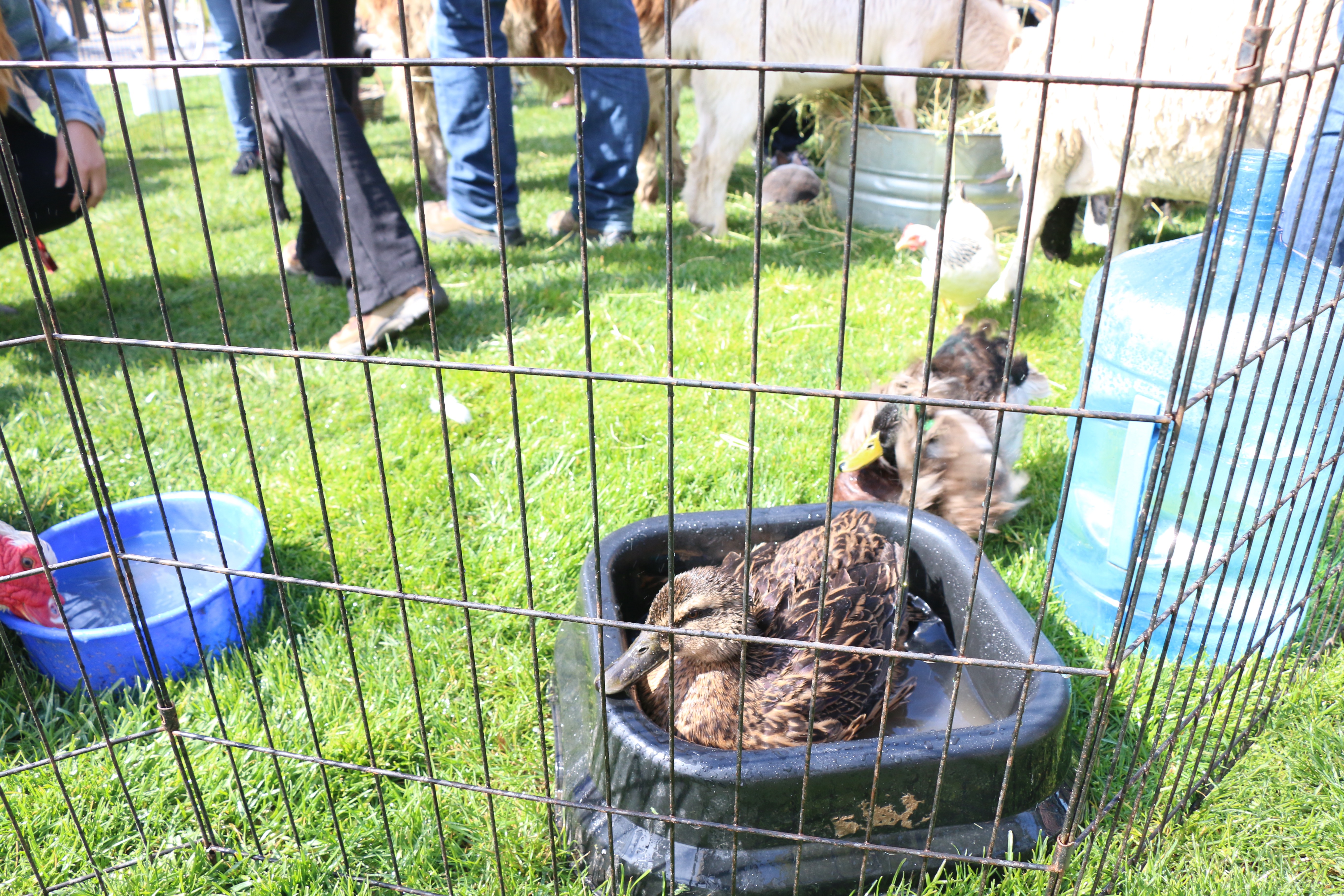 A zoo visits The Farm, Mikaela Berkeley and Tiffany Ong