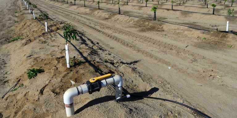 Newly planted almond trees on a San Joaquin Valley farm in California. Credit: Shutterstock