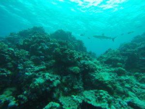 Bikini Atoll corals may give insight into cancer treatment