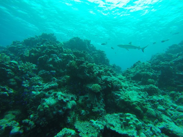 Underwater photo of a coral reef