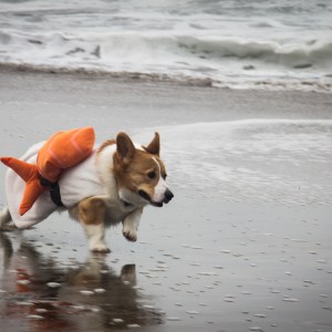 Enjoying the fall edition of Corgi Con 2018 at Ocean Beach