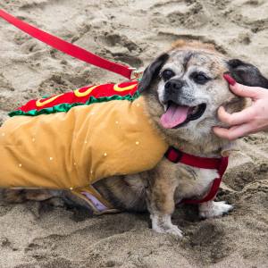 Enjoying the fall edition of Corgi Con 2018 at Ocean Beach