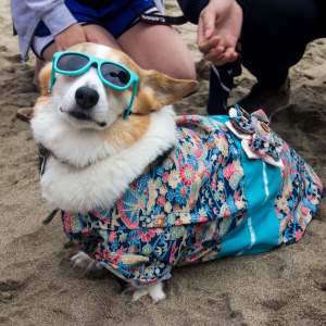 Enjoying the fall edition of Corgi Con 2018 at Ocean Beach