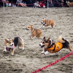 Enjoying the fall edition of Corgi Con 2018 at Ocean Beach