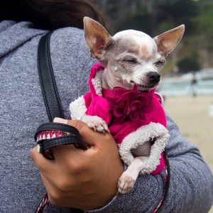 Enjoying the fall edition of Corgi Con 2018 at Ocean Beach