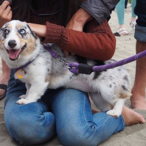 Enjoying the fall edition of Corgi Con 2018 at Ocean Beach