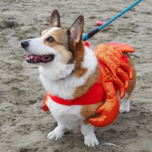 Enjoying the fall edition of Corgi Con 2018 at Ocean Beach