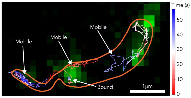 An image shows the tracks (denoted by red, white and blue lines) of protein molecules moving around the surface of a microbe (outlined in orange) over a span of 60 seconds. One such molecule had just bound to a patch of the shell, which is labeled with a green fluorescent tag. (Photo: Josh Yoon, Colin Comerci, Jonathan Herrmann/Stanford University)