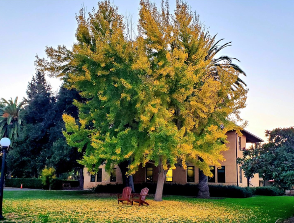 Beauty and life surround our campus. (Photo: MAHA AL FAHIM/The Stanford Daily)