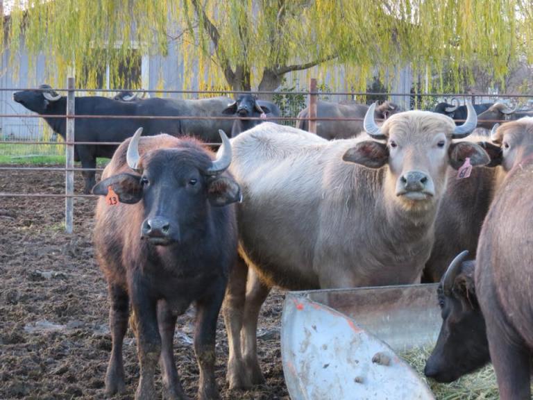 Water buffalo at Morsey’s farm in Wilton, CA. “They like to play,” Morsey said. (Photo courtesy of Kal Morsey)