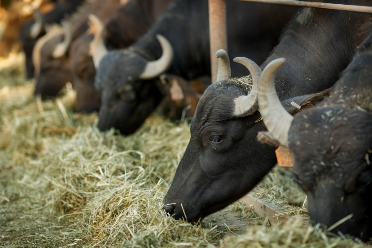 Morsey’s Creamery, the first water buffalo creamery in US, fills niche in downtown Palo Alto