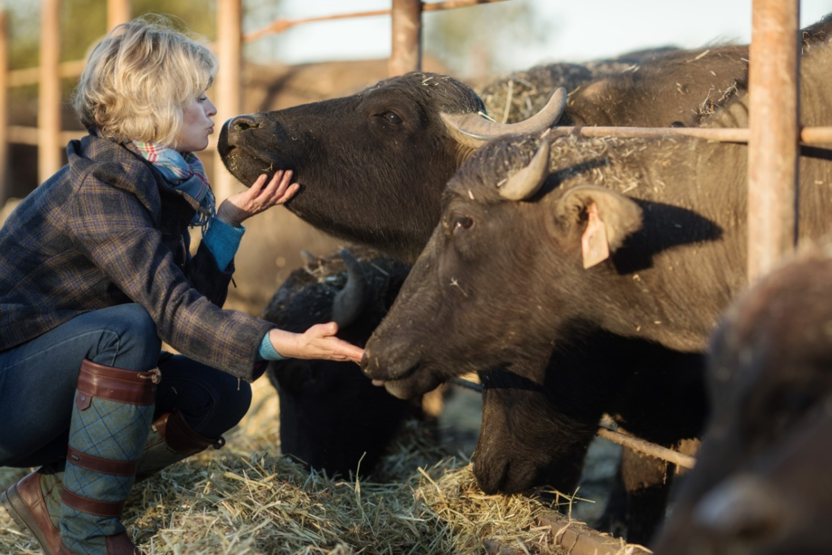 Morsey’s Creamery, the first water buffalo creamery in US, fills niche in downtown Palo Alto