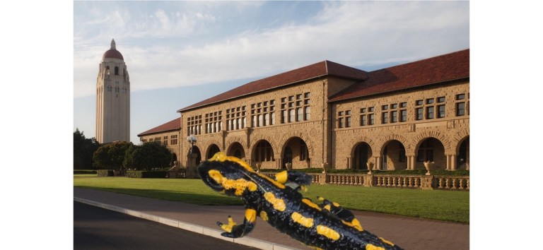 The California tiger salamander community voiced its support of the decision, explaining that, for too long, their compatriots have been captured, killed and disguised as “turkey” for Arrillaga Dining’s annual Thanksgiving dinner. (photo edit: BENJAMIN MIDLER/The Stanford Daily)