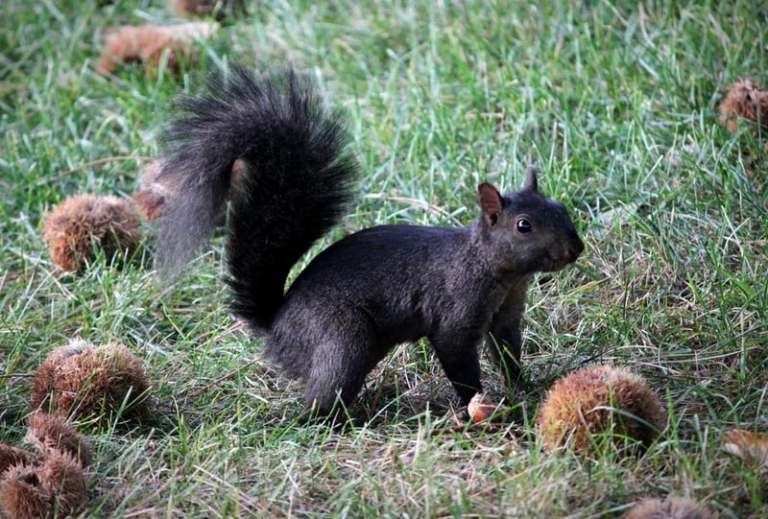 The squirrels now roam among more average, less electrocuted squirrels across campus. (Photo: Unsplash)