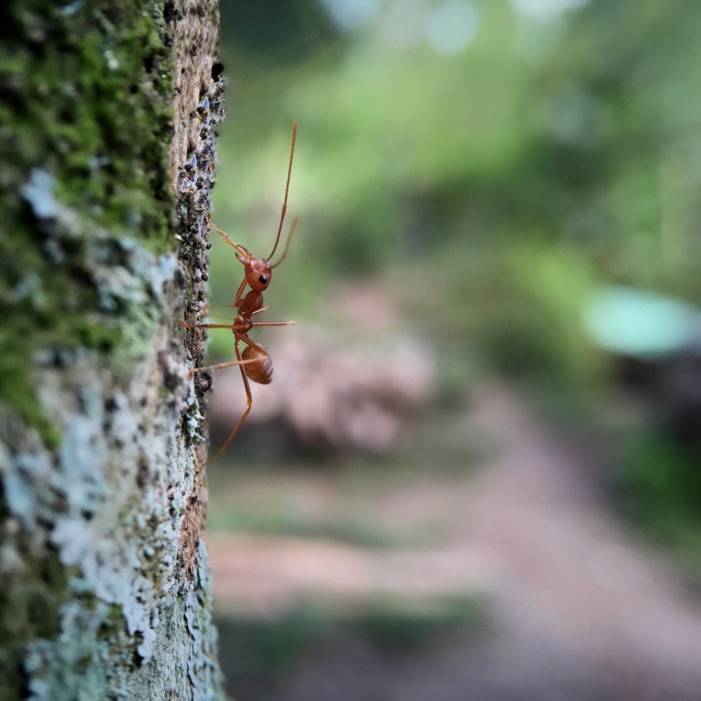 Look at this gross public display of symbiotic affection. Get a room!  (Photo: Pixabay)