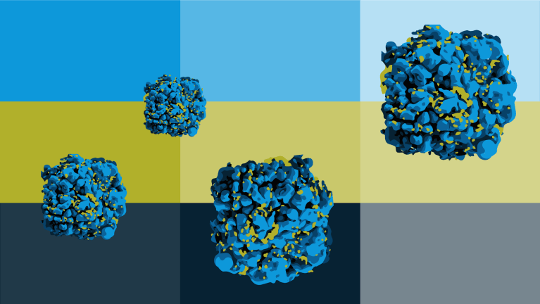 The COVID-19 pandemic has infected at least an estimated 4.8 million people globally. Our roundup this week highlights a type of vaccination that may prove helpful in protection against HIV infection, and by extension, may help immunologists develop a vaccine against the coronavirus. (Graphic: AMY LO/The Stanford Daily)