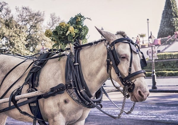 Long-time Champion Buttercup awaits impending retirement upon annual grant request denial. (Photo: RYAN MCGUIRE/Pixabay)