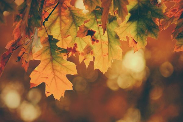 Stanford in the autumn looks different this year.(Photo: Unsplash)