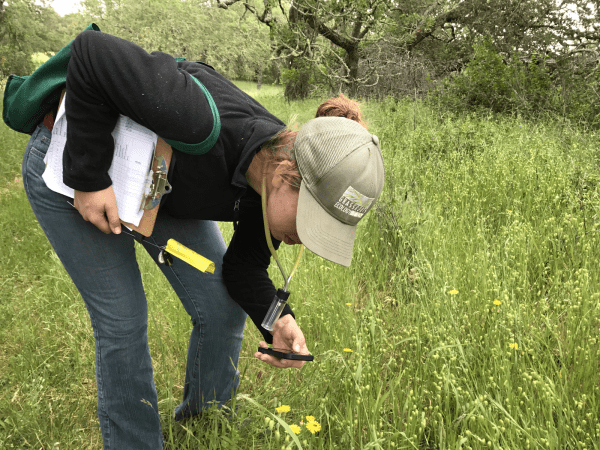 A participant of the Jasper Ridge Ant Survey bends down to take a photo