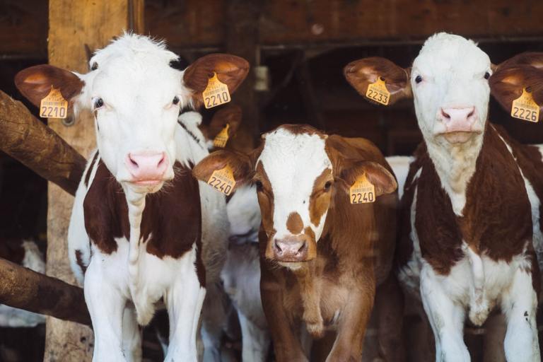 Cows in a barn.