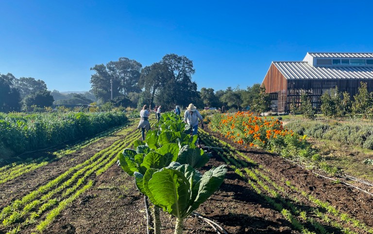 three rows of vegetables with a greenhouse visible in the background