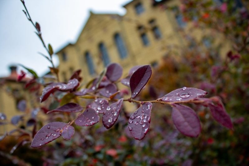 Dark magenta-leaves with water droplets in front of the STLC building.