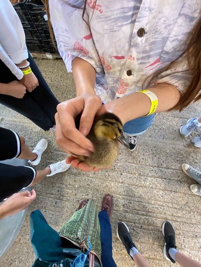 A hand holds a sleeping duckling.