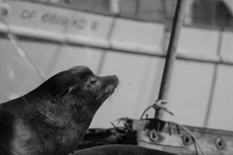 A black and white photo of a sea lion.