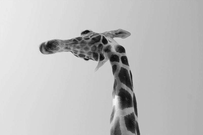 A black-and-white giraffe's head from below.