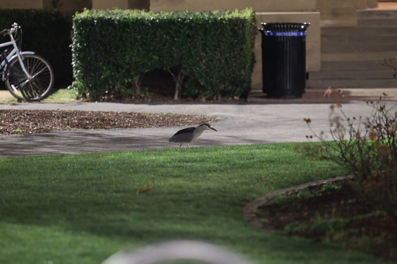 Black-crowned Night Heron in fiedl