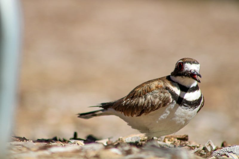 Killdeer bird on the ground.