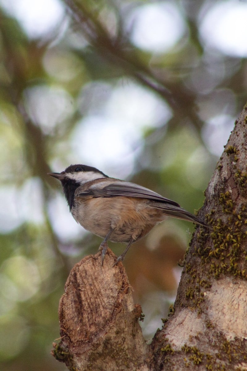 Chestnut-backed Chickadee on a branch.