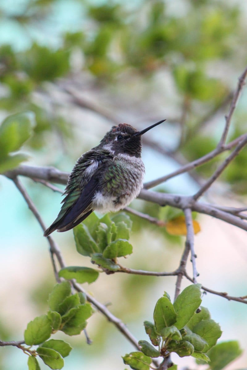 Anna's Hummingbird on a branch.