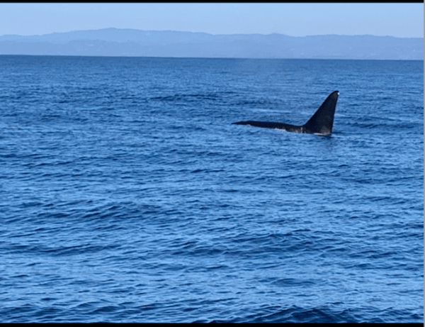 A view of the ocean with a whale fin peaking out.