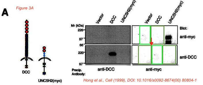 This image highlights several frames within a figure purporting to show parts of different blots that appear to have been copied and rearranged.