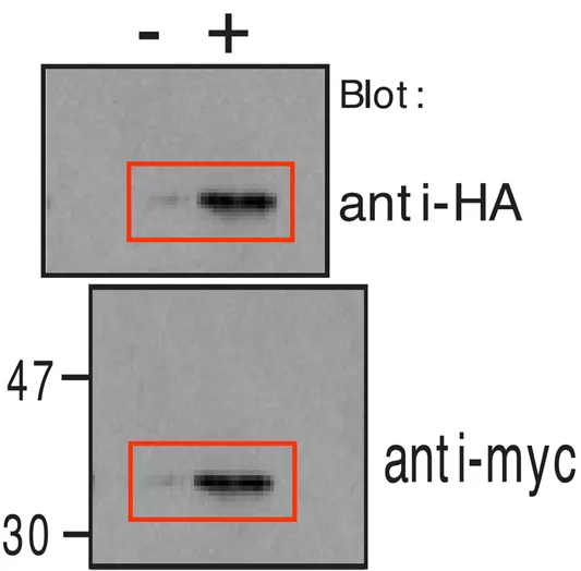 Two images showing two different figures, 3B and 3D. A blot from 3D, with aspect ratio adjusted, appears to be the same as a blot from 3B.