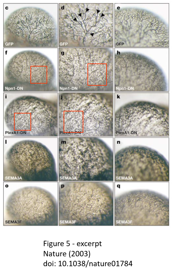 This image highlights several frames within a figure purporting to show different cells which allegedly show the same cell but rotated.