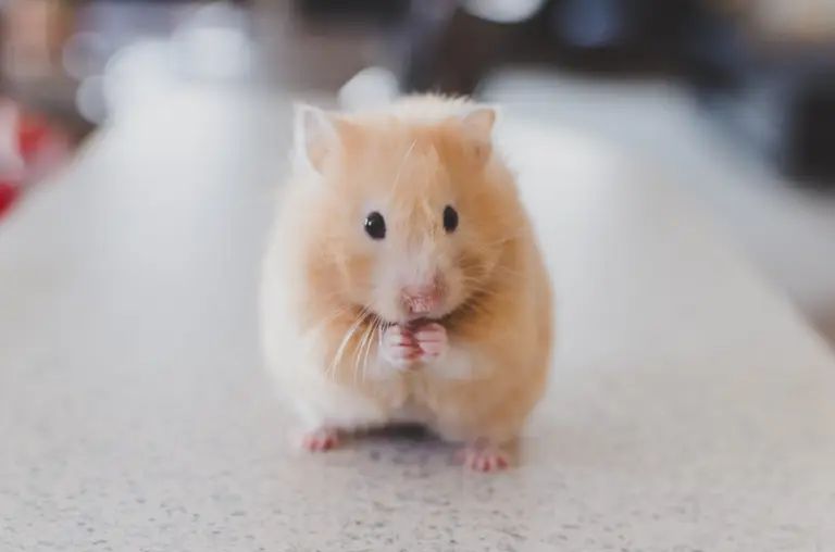 A cute, ample-cheeked mouse stares at the camera.