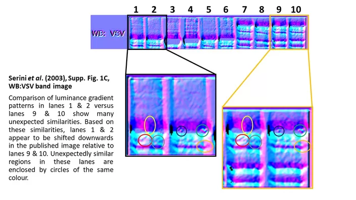 Figure 1c from a 2003 Nature article. The image seems to show bands which have been duplicated and manipulated.