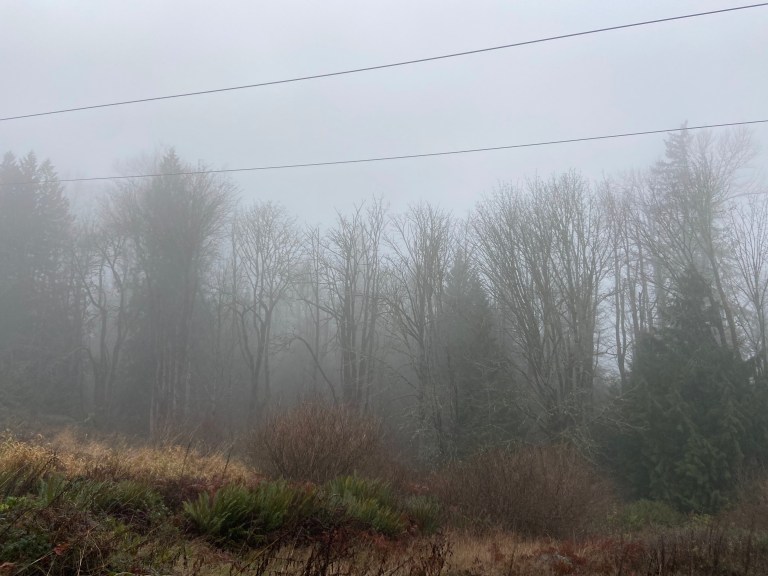 A misty trail with a forest of trees.