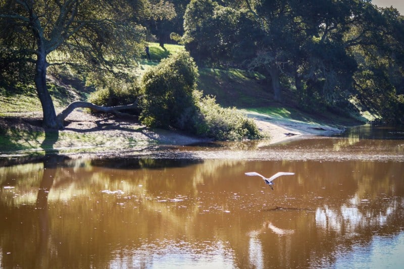 A great blue heron flying low with its wings outstretched over the visibly muddy waters at Lake Lagunita with the shore of the Lake in the background.